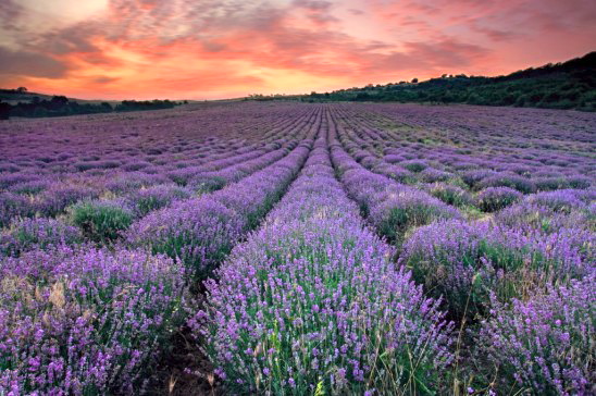 lavender fields for essential oils